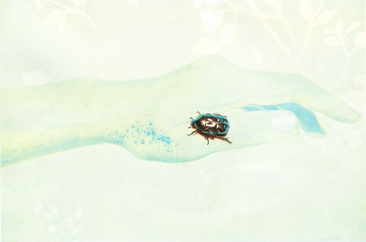 Poster Floating Beetle